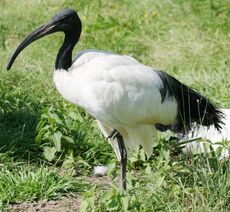 Ibis-1.jpg